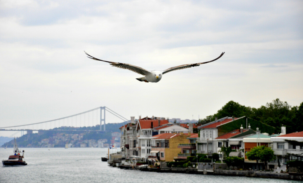 A seagull flying above the colorful historic waterfront mansions of Yenikoy during a Bosphorus cruise, with the Bosphorus Bridge visible in the background. photo by Serhat Engul